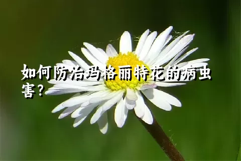 如何防治玛格丽特花的病虫害？