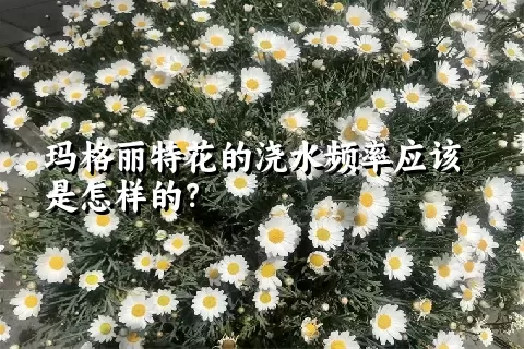 玛格丽特花的浇水频率应该是怎样的？