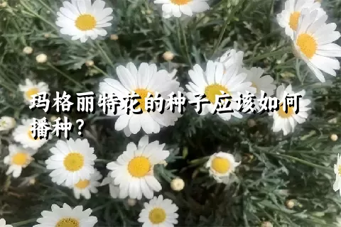 玛格丽特花的种子应该如何播种？