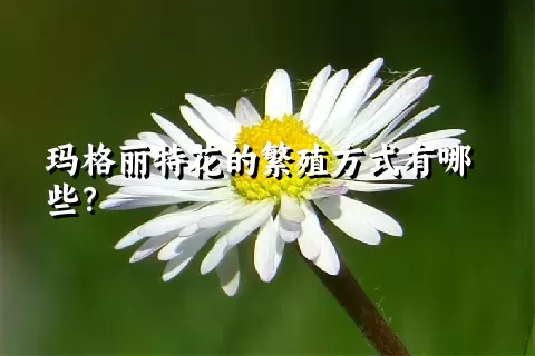 玛格丽特花的繁殖方式有哪些？