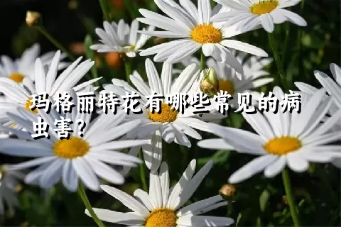 玛格丽特花有哪些常见的病虫害？