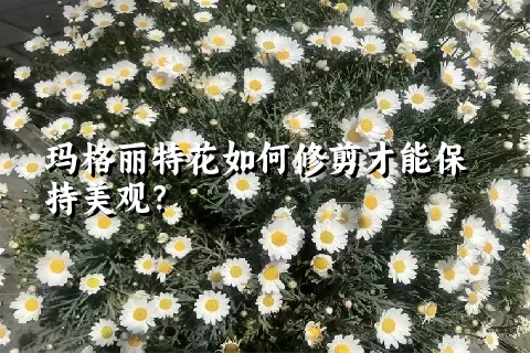 玛格丽特花如何修剪才能保持美观？