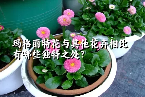 玛格丽特花与其他花卉相比有哪些独特之处？