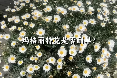 玛格丽特花是否耐旱？