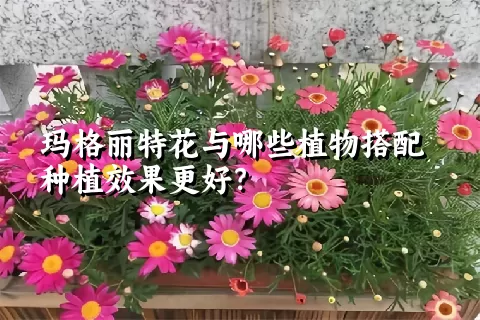 玛格丽特花与哪些植物搭配种植效果更好？