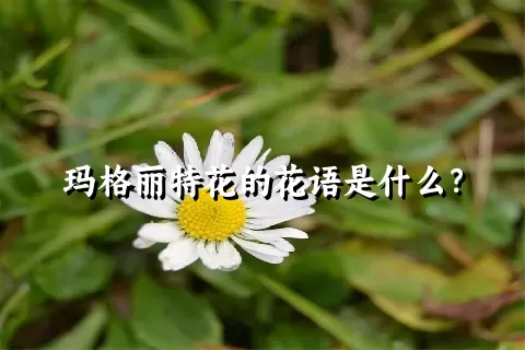 玛格丽特花的花语是什么？