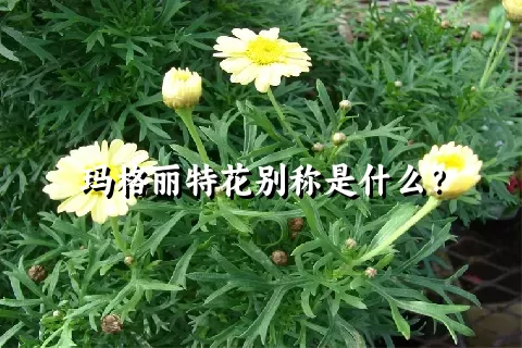 玛格丽特花别称是什么？