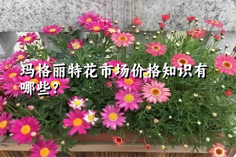 玛格丽特花市场价格知识有哪些？