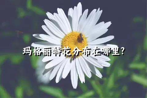 玛格丽特花分布在哪里?