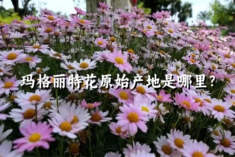 玛格丽特花原始产地是哪里？