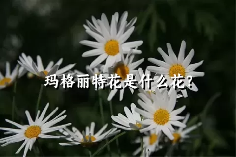 玛格丽特花是什么花？