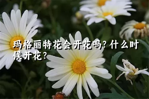 玛格丽特花会开花吗？什么时候开花？