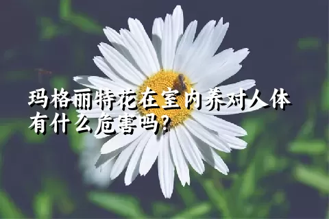 玛格丽特花在室内养对人体有什么危害吗？