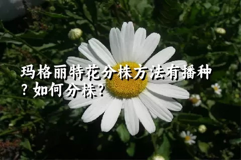 玛格丽特花分株方法有播种？如何分株？