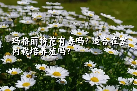 玛格丽特花有毒吗？适合在室内栽培养殖吗？