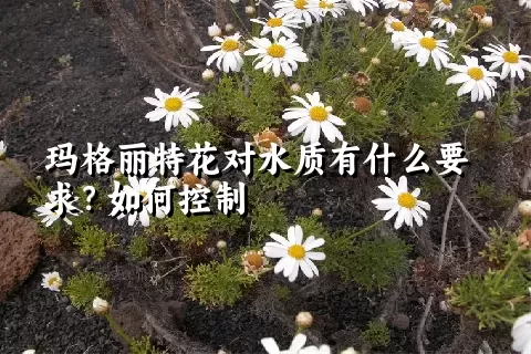 玛格丽特花对水质有什么要求？如何控制