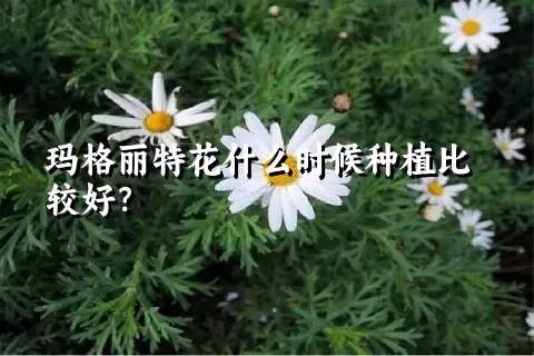 玛格丽特花什么时候种植比较好？