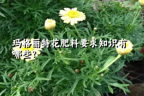 玛格丽特花肥料要求知识有哪些？