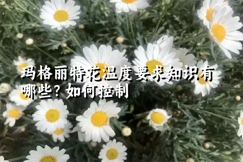 玛格丽特花温度要求知识有哪些？如何控制