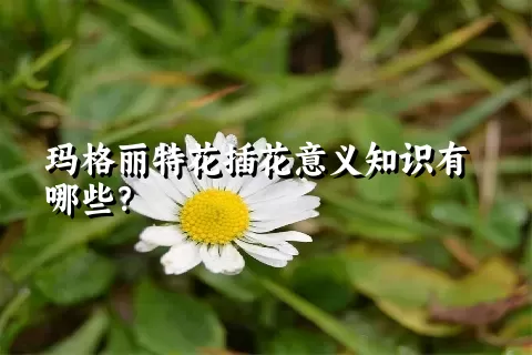 玛格丽特花插花意义知识有哪些？