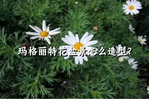 玛格丽特花盆景怎么造型？