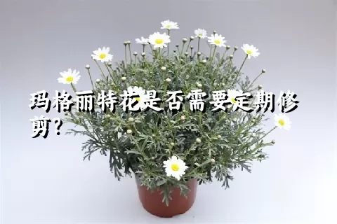 玛格丽特花是否需要定期修剪？