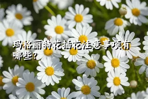 玛格丽特花插花注意事项有哪些？