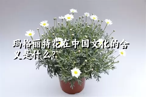 玛格丽特花在中国文化的含义是什么？