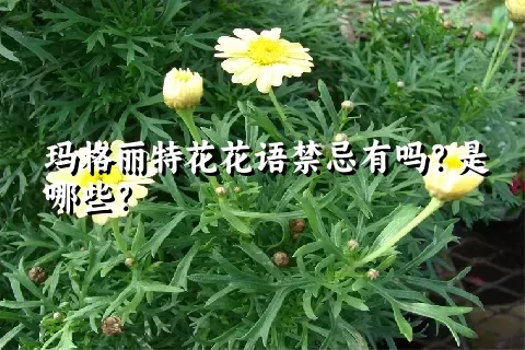 玛格丽特花花语禁忌有吗？是哪些？