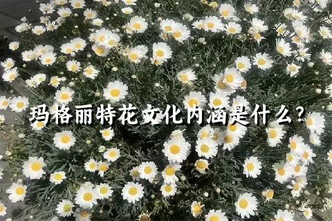 玛格丽特花文化内涵是什么？