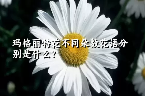 玛格丽特花不同朵数花语分别是什么？