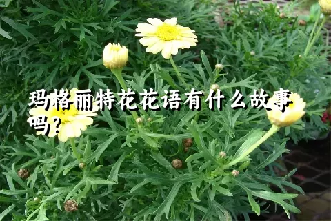 玛格丽特花花语有什么故事吗？