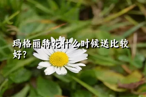 玛格丽特花什么时候送比较好？