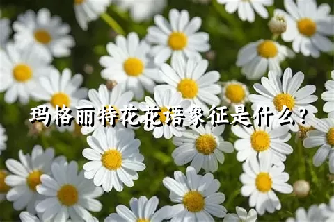 玛格丽特花花语象征是什么？