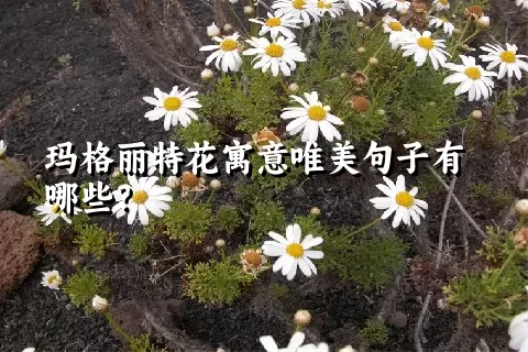 玛格丽特花寓意唯美句子有哪些？