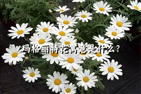 玛格丽特花寓意是什么？