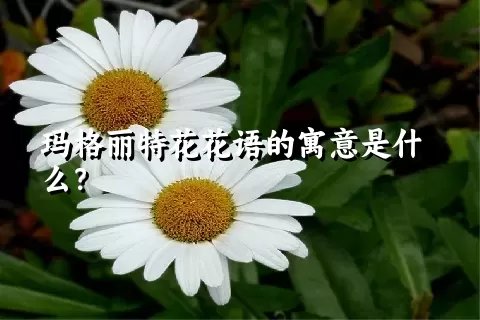 玛格丽特花花语的寓意是什么？