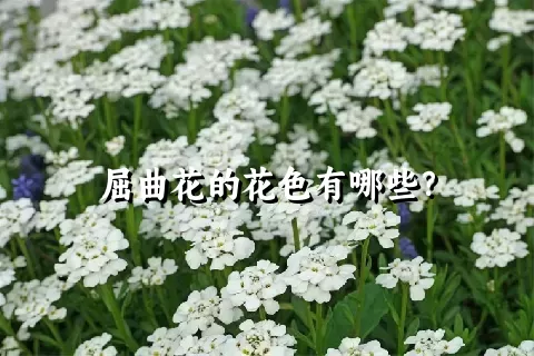 屈曲花的花色有哪些？