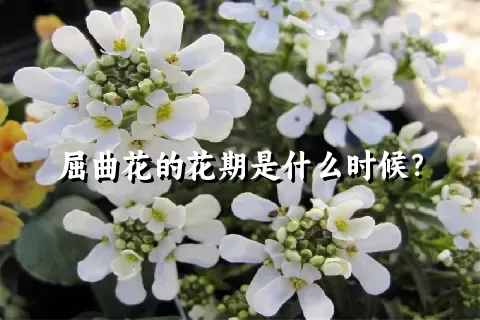 屈曲花的花期是什么时候？