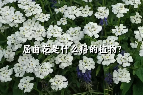 屈曲花是什么科的植物？