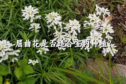 屈曲花是否适合室内种植？