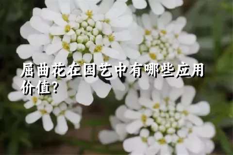 屈曲花在园艺中有哪些应用价值？