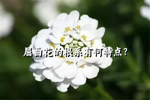 屈曲花的根系有何特点？