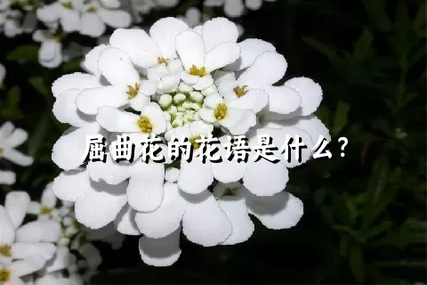 屈曲花的花语是什么？