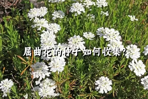 屈曲花的种子如何收集？