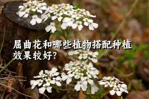 屈曲花和哪些植物搭配种植效果较好？