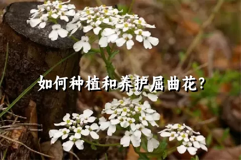 如何种植和养护屈曲花？