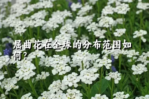 屈曲花在全球的分布范围如何？