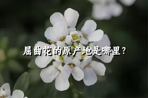 屈曲花的原产地是哪里？