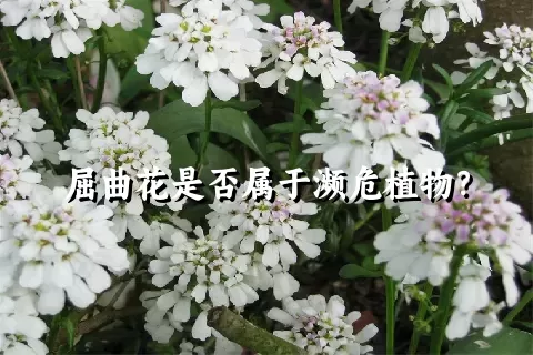 屈曲花是否属于濒危植物？